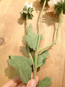asca-green05.jpg